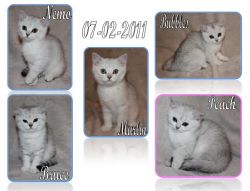 Kittens 10 weken oud